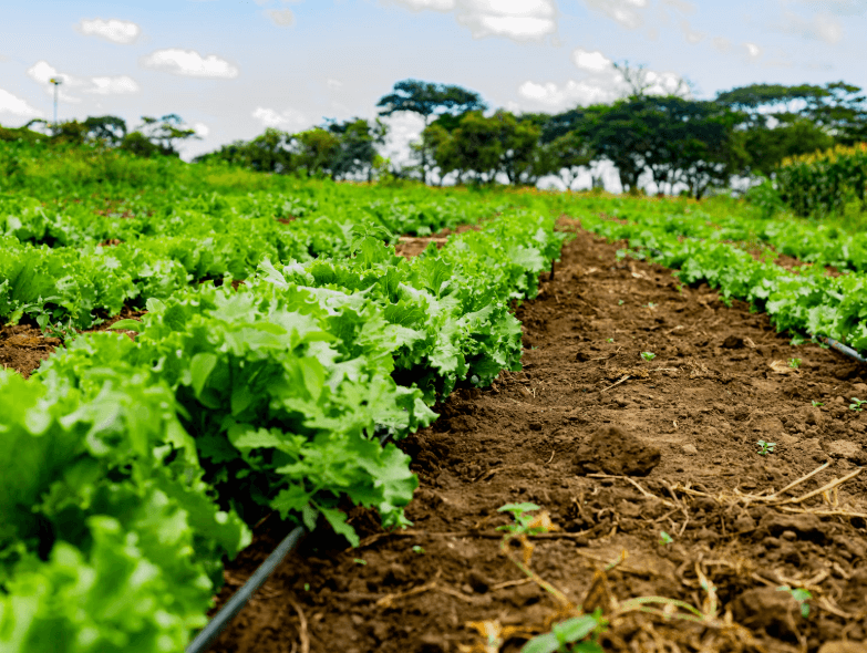 Consultoría para el sector agroindustrial